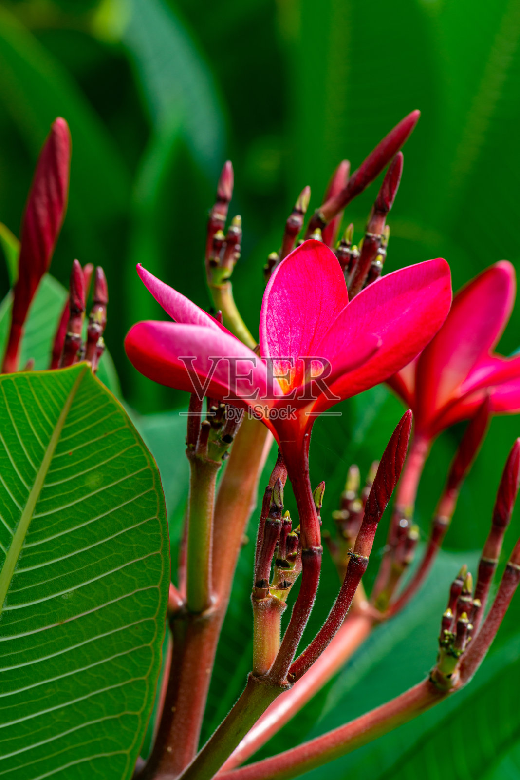 粉红色鸡蛋花与自然背景照片摄影图片