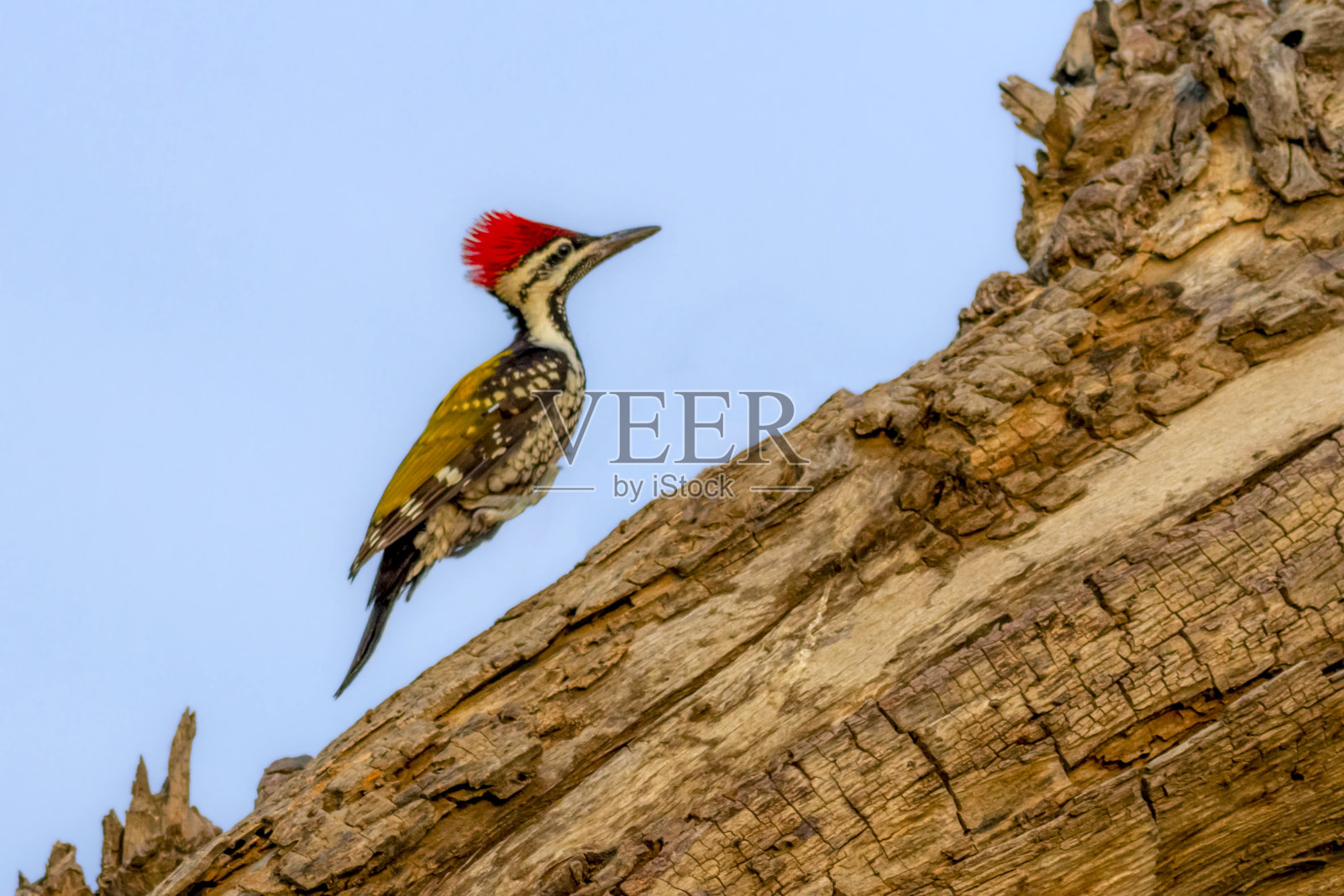 美丽的黑色驼背图片照片摄影图片
