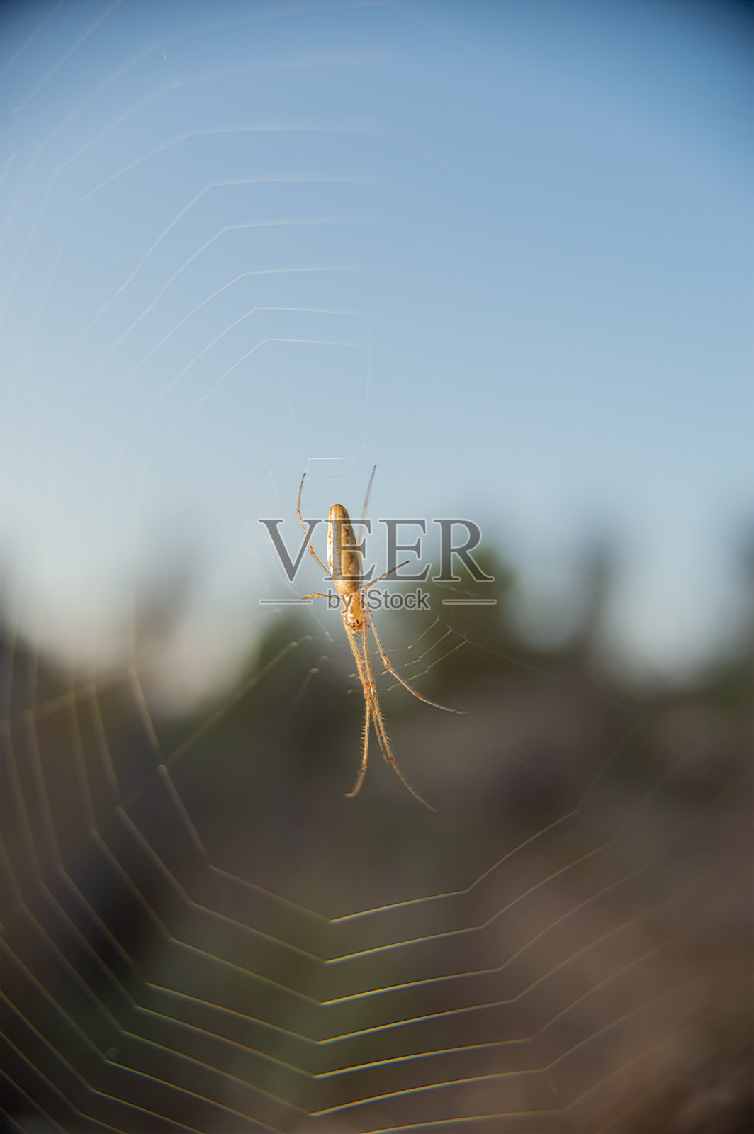 Tetragnatha蒙大拿  蛛形纲动物的照片摄影图片