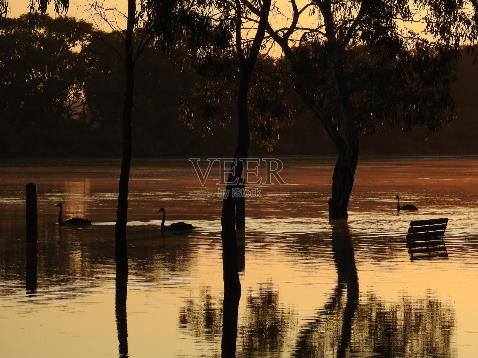墨累河泛滥的黑天鹅照片摄影图片