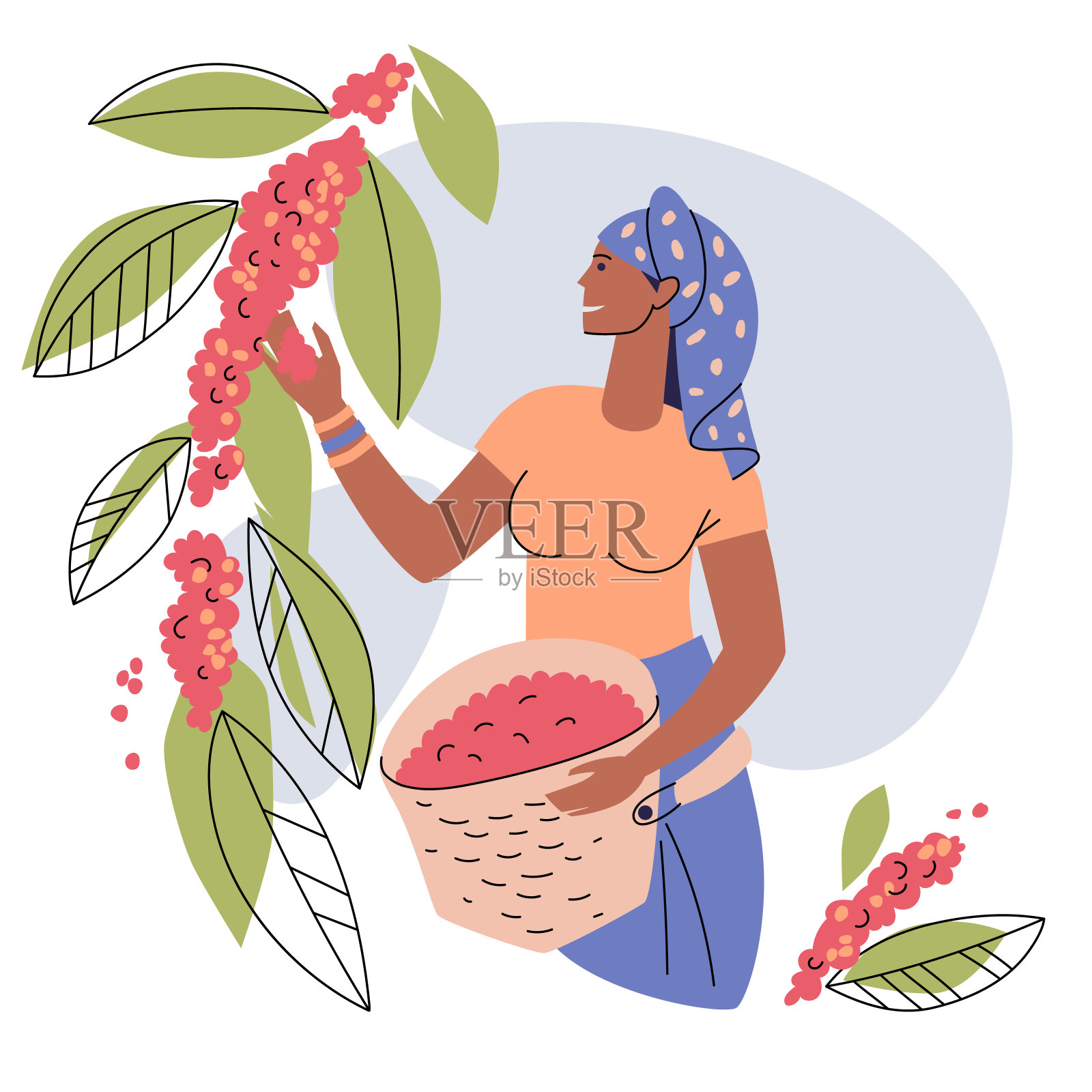 一位皮肤黝黑的妇女把咖啡樱桃从树枝上摘下来放到篮子里。种植和生产咖啡的概念。种植园里的农业工作。插画图片素材