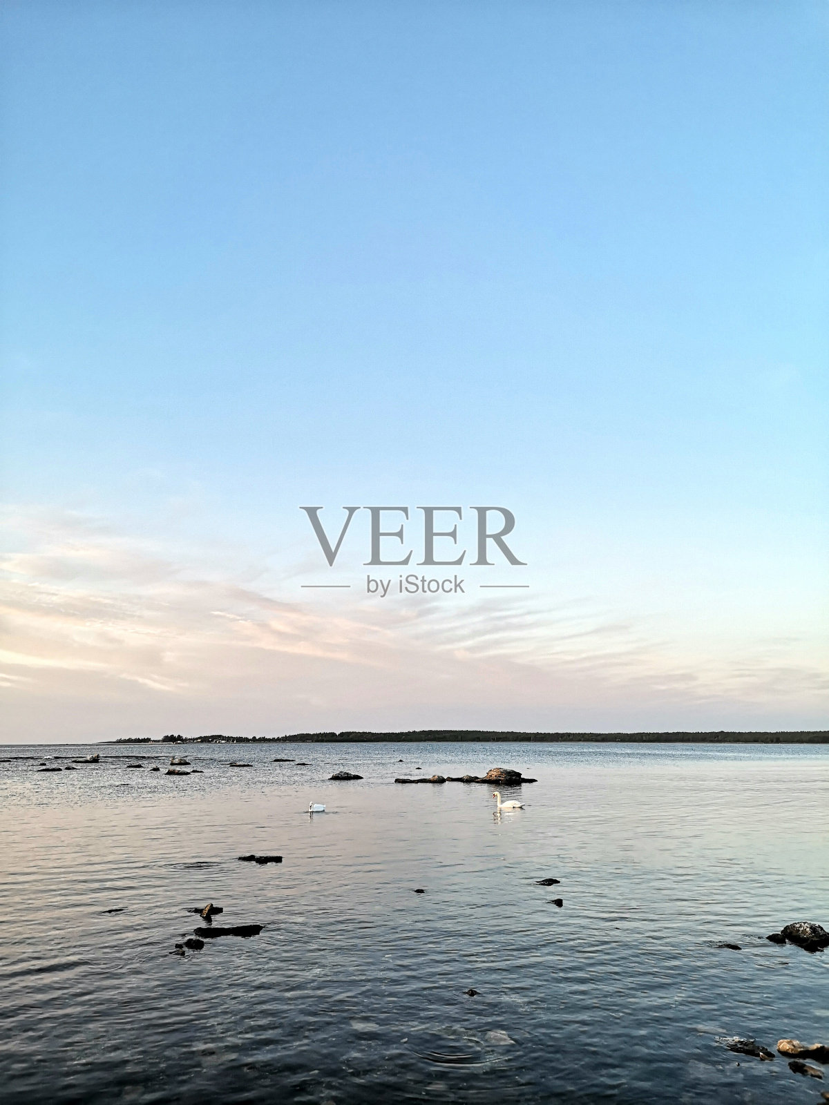 天鹅海照片摄影图片