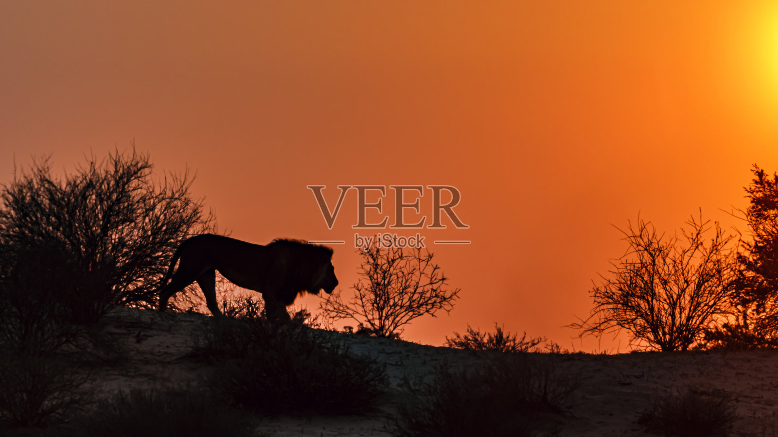 南非Kgalagadi跨境公园的非洲狮照片摄影图片