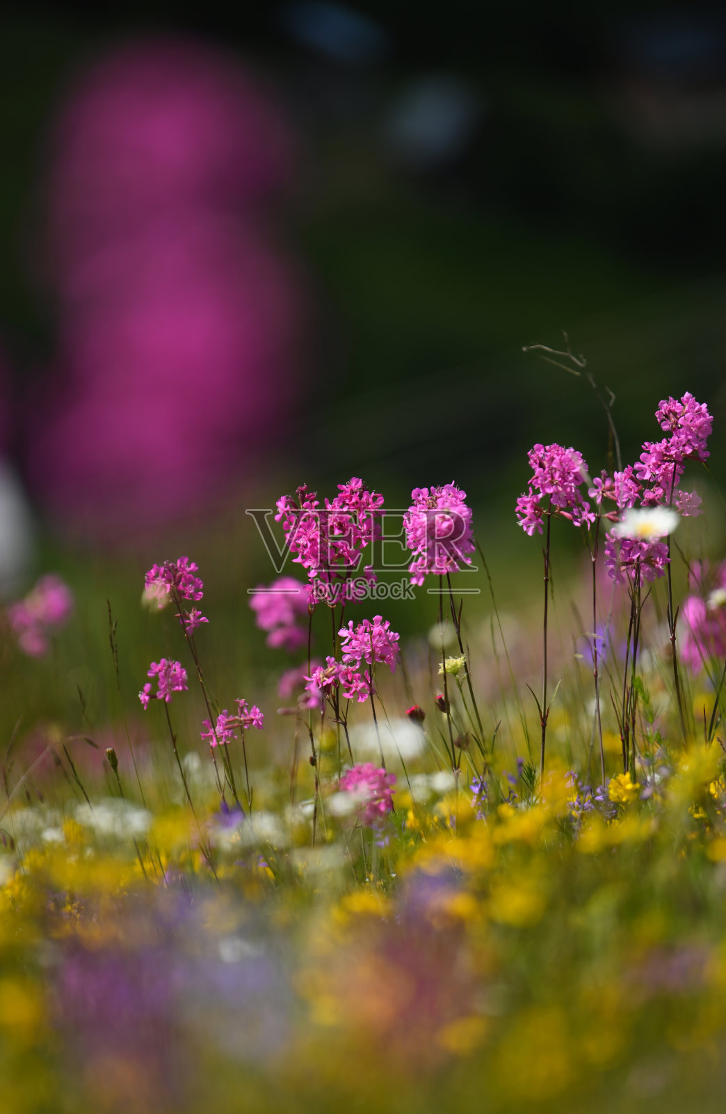 美丽的花在natyr照片摄影图片