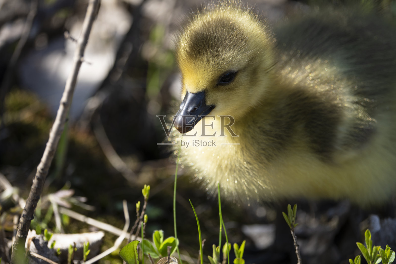 加拿大鹅雏鹅照片摄影图片