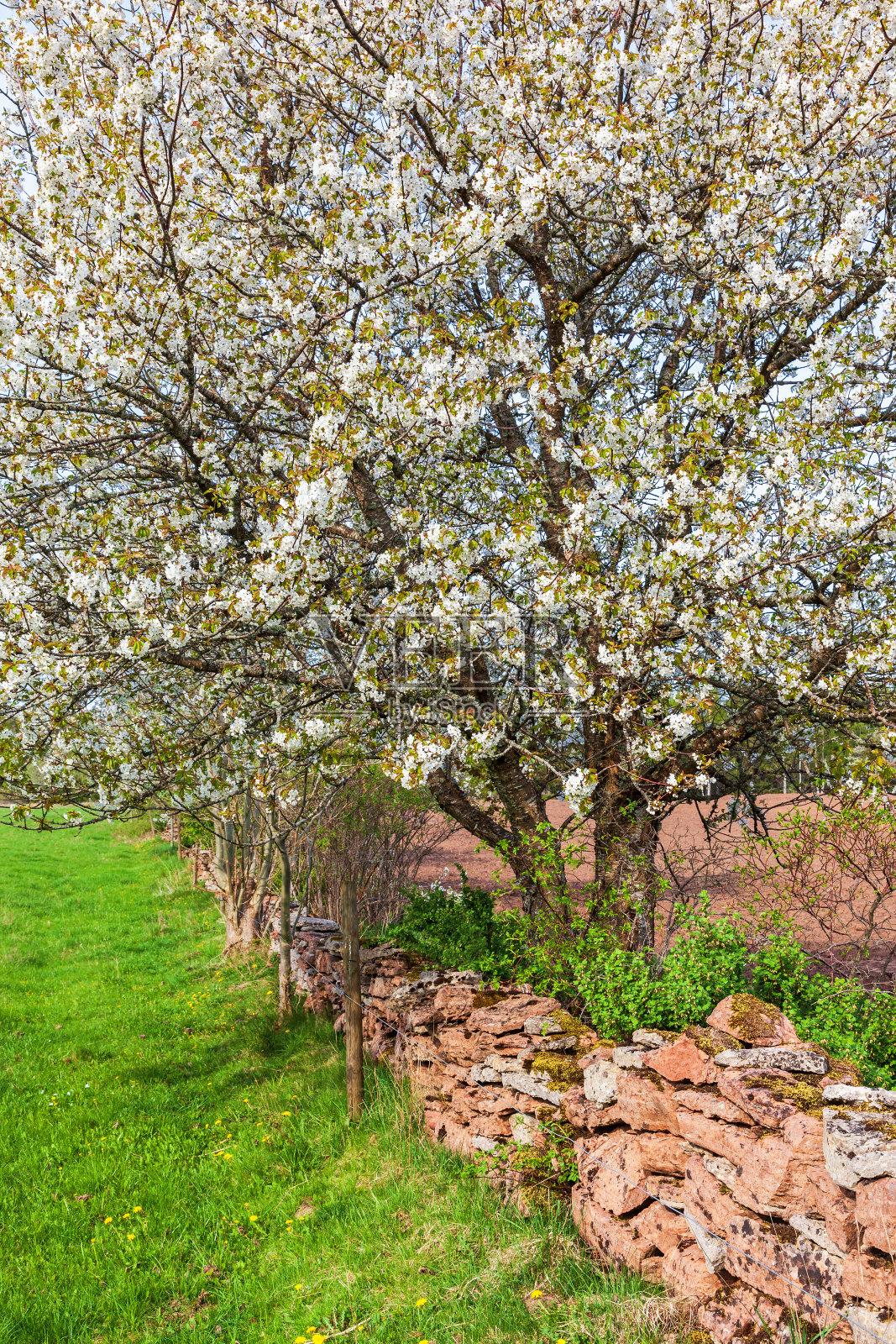 乡村石墙边开花的樱桃树照片摄影图片