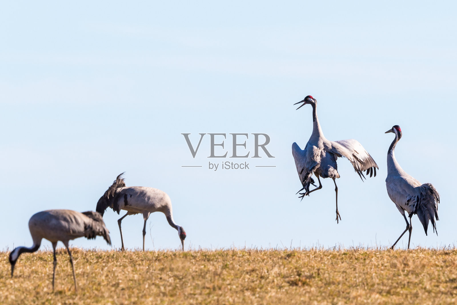 在田野上跳舞的鹤照片摄影图片