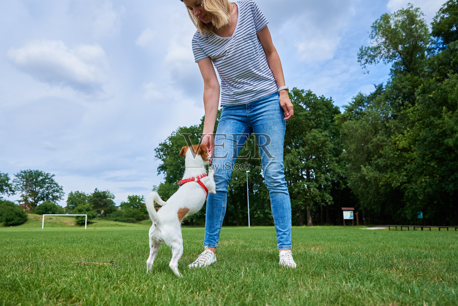小狗向主人要东西吃。妇女在户外喂狗。照片摄影图片