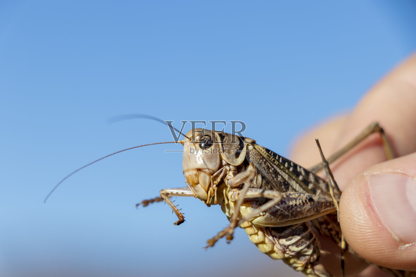 一只被抓住的蚱蜢在蓝天背景下。特写镜头。照片摄影图片