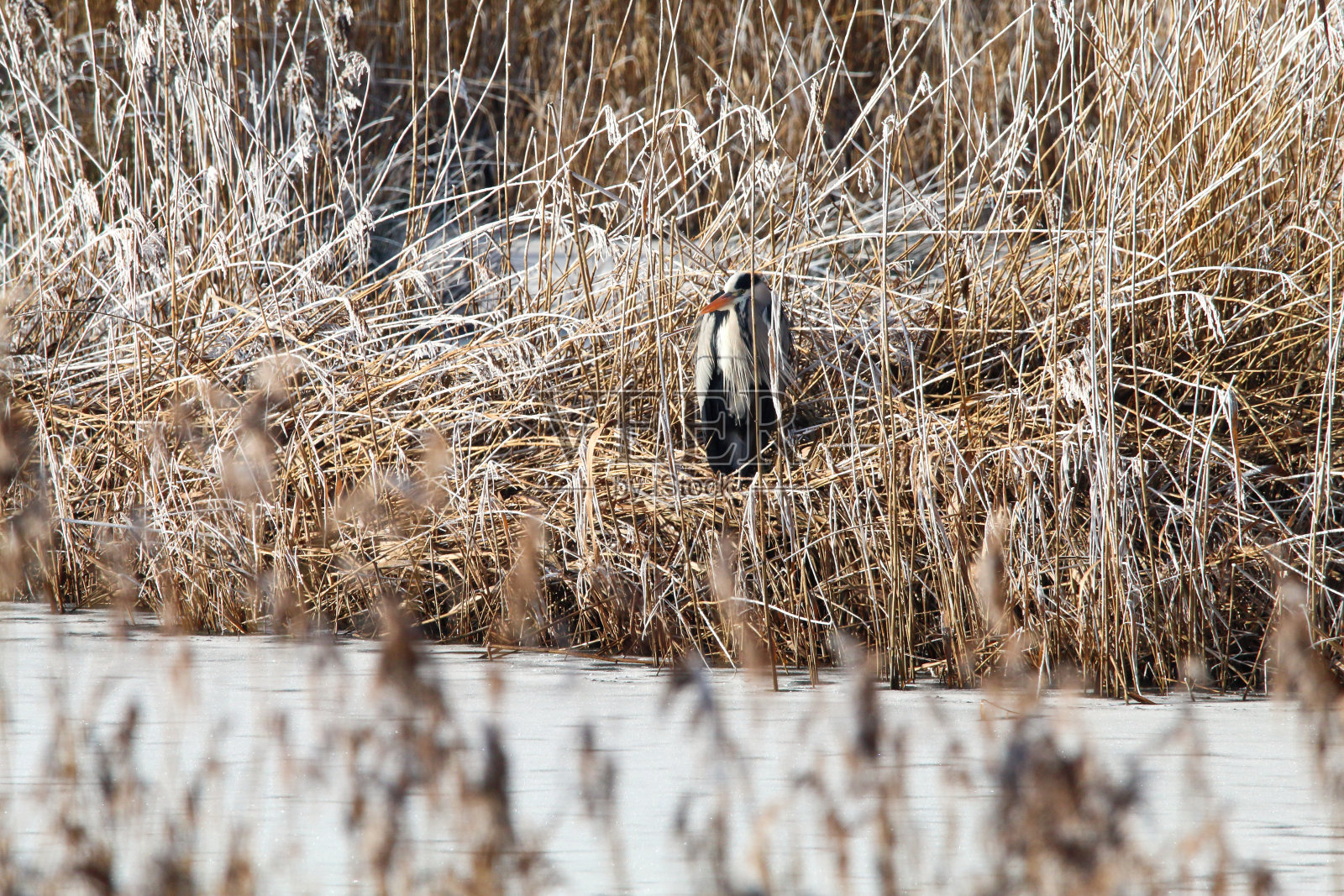 暴风雪期间，一只苍鹭躲在灌木丛中照片摄影图片