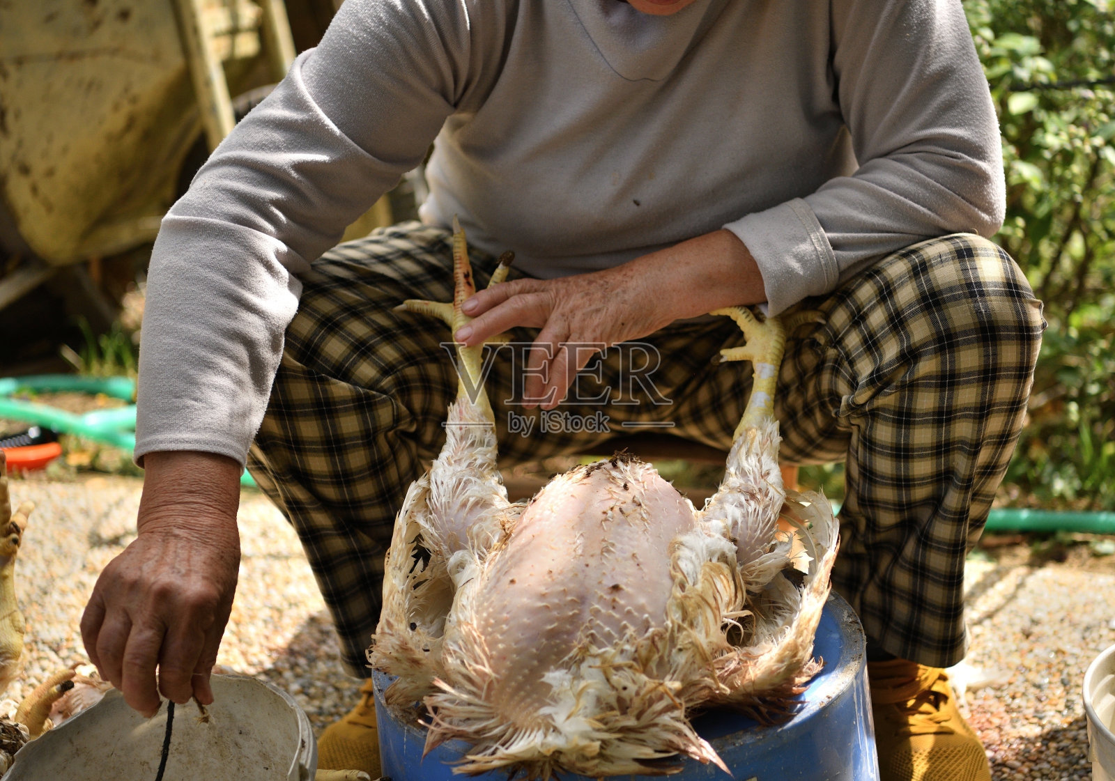 在村里用手剥鸡毛照片摄影图片