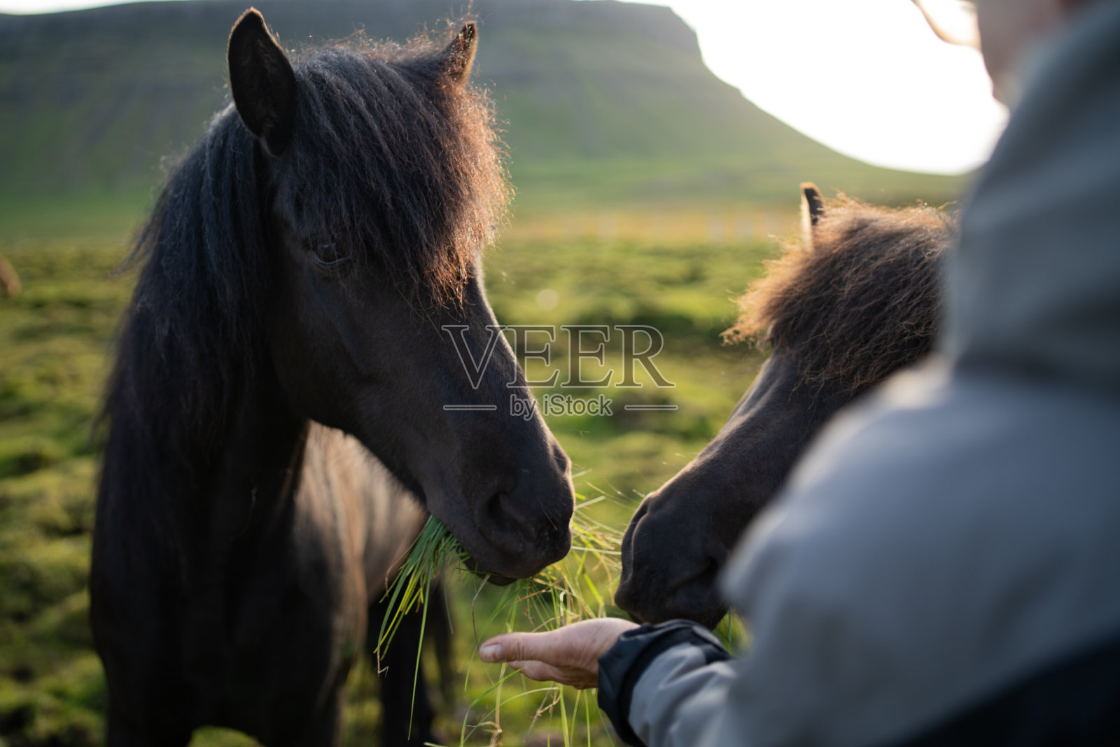 冰岛贝格马场正在喂吃草的冰岛马照片摄影图片