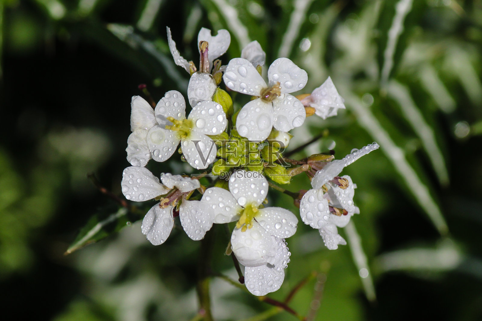 马耳他M'Skala的弗洛拉照片摄影图片