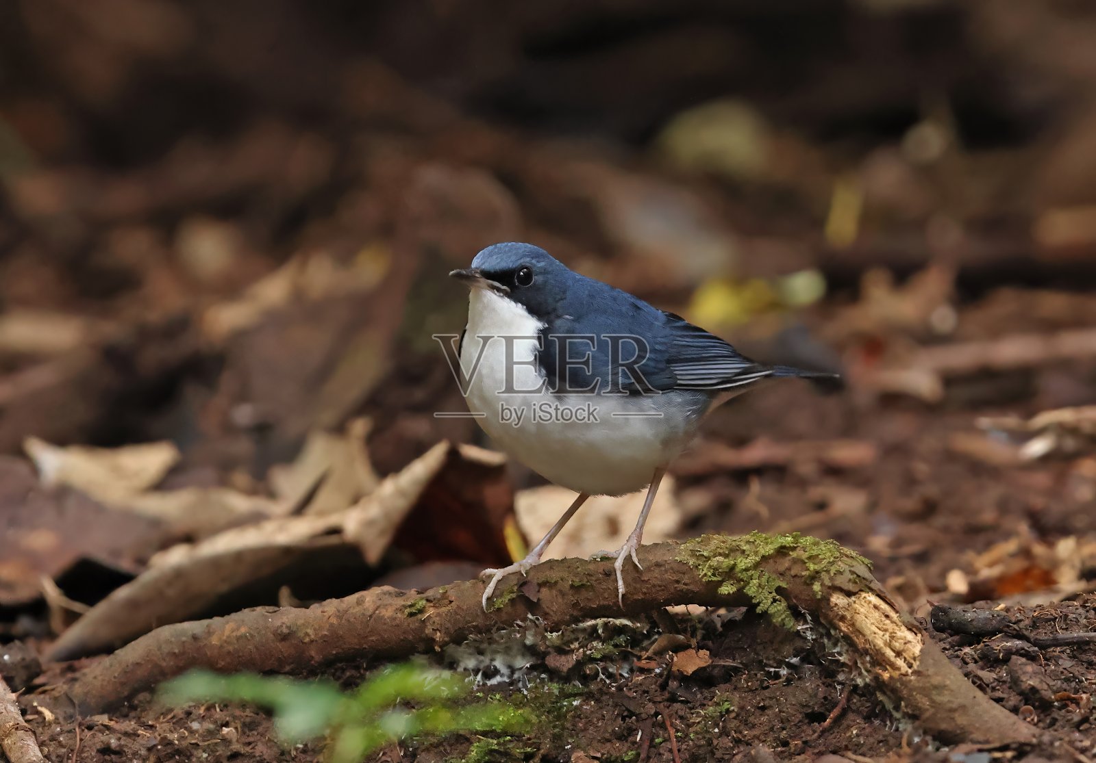 西伯利亚蓝鸲照片摄影图片