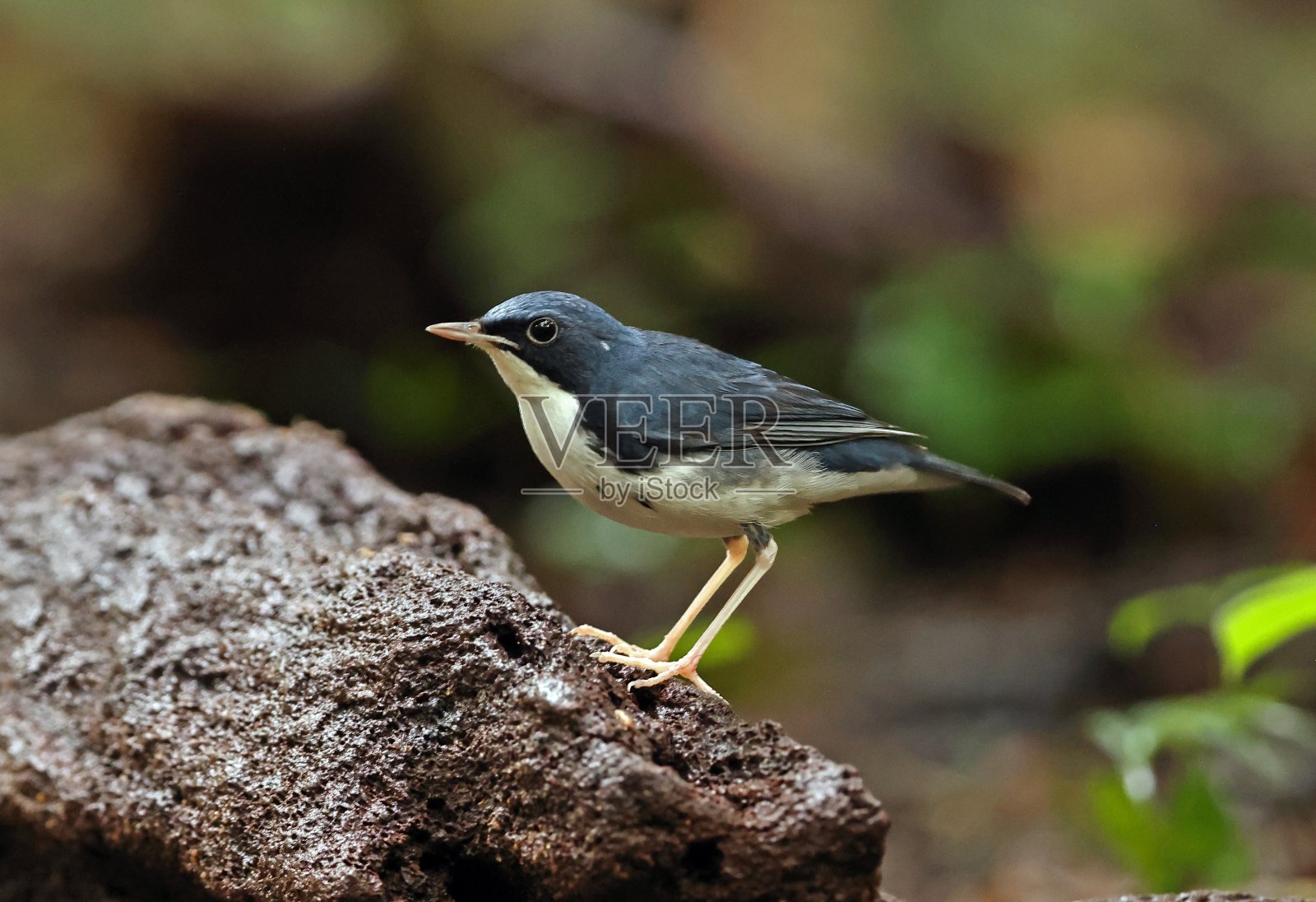 西伯利亚蓝鸲照片摄影图片