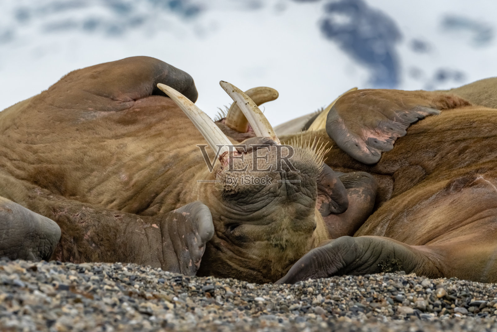 海象躺在海滩上照片摄影图片