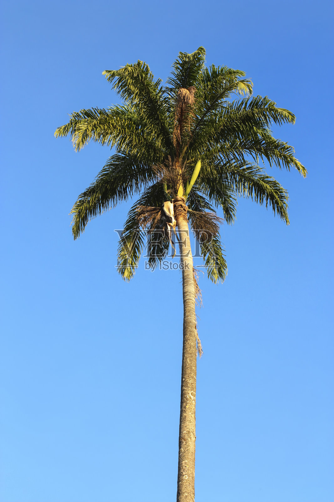 蓝色天空背景中的巴西椰子树照片摄影图片