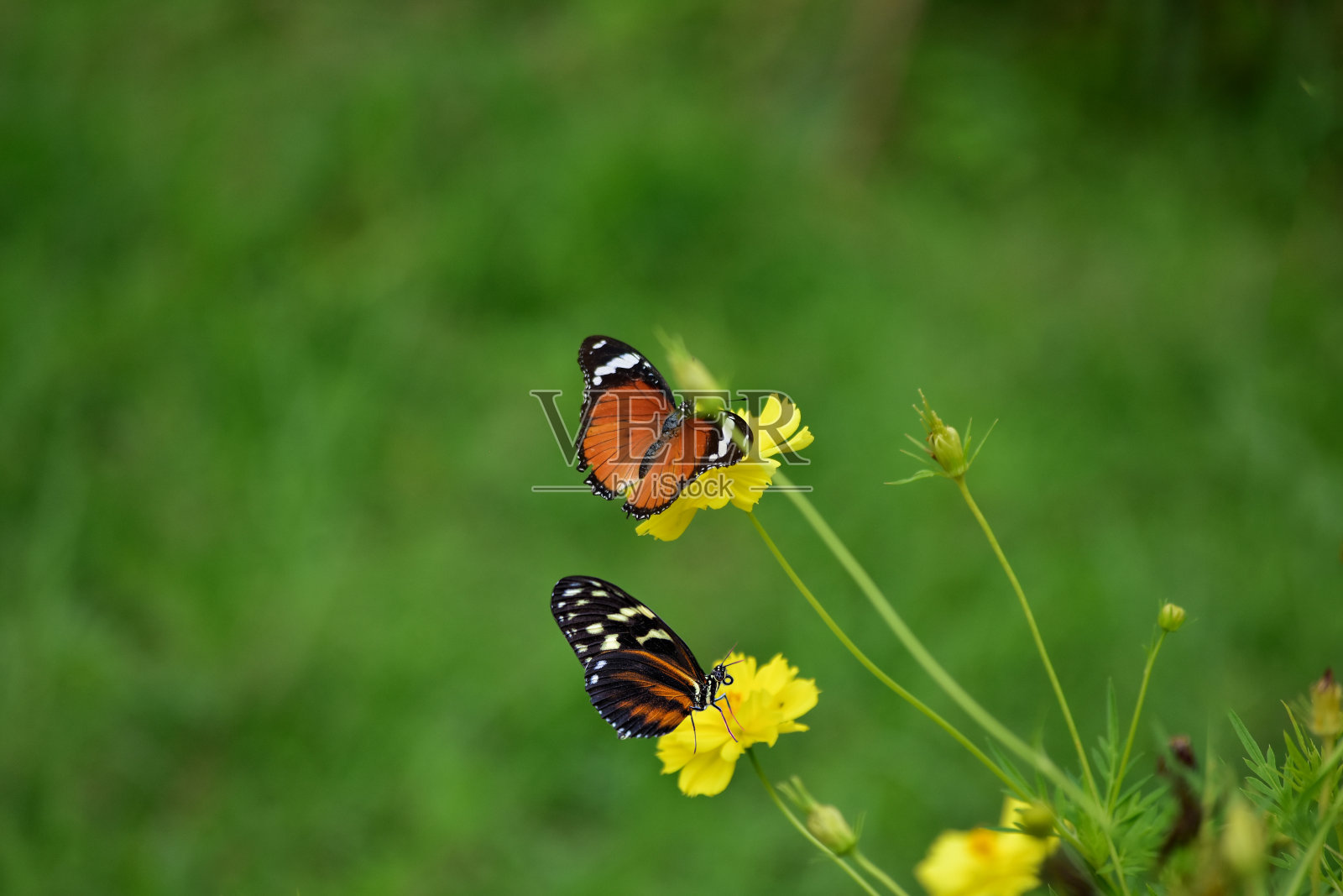 蝴蝶和花自然地，蝴蝶聚集在花上。照片摄影图片