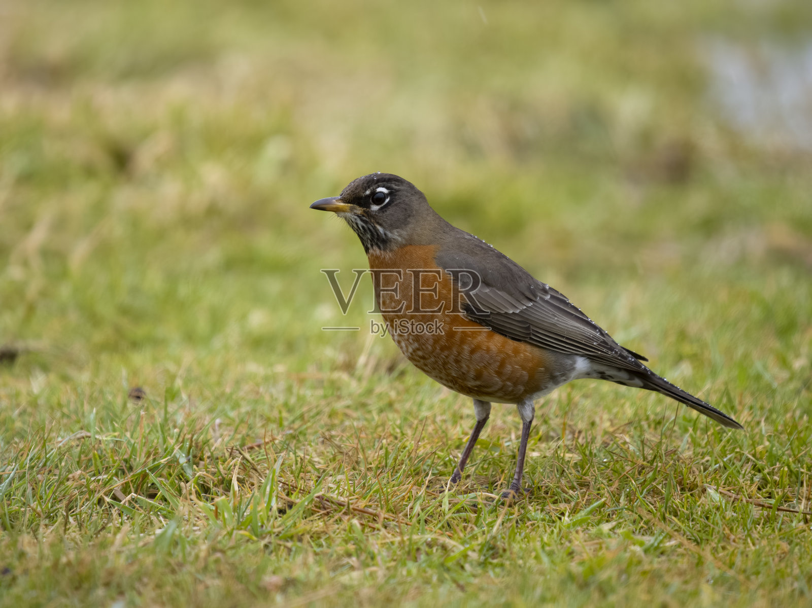 美洲知更鸟，Turdus migratorius照片摄影图片