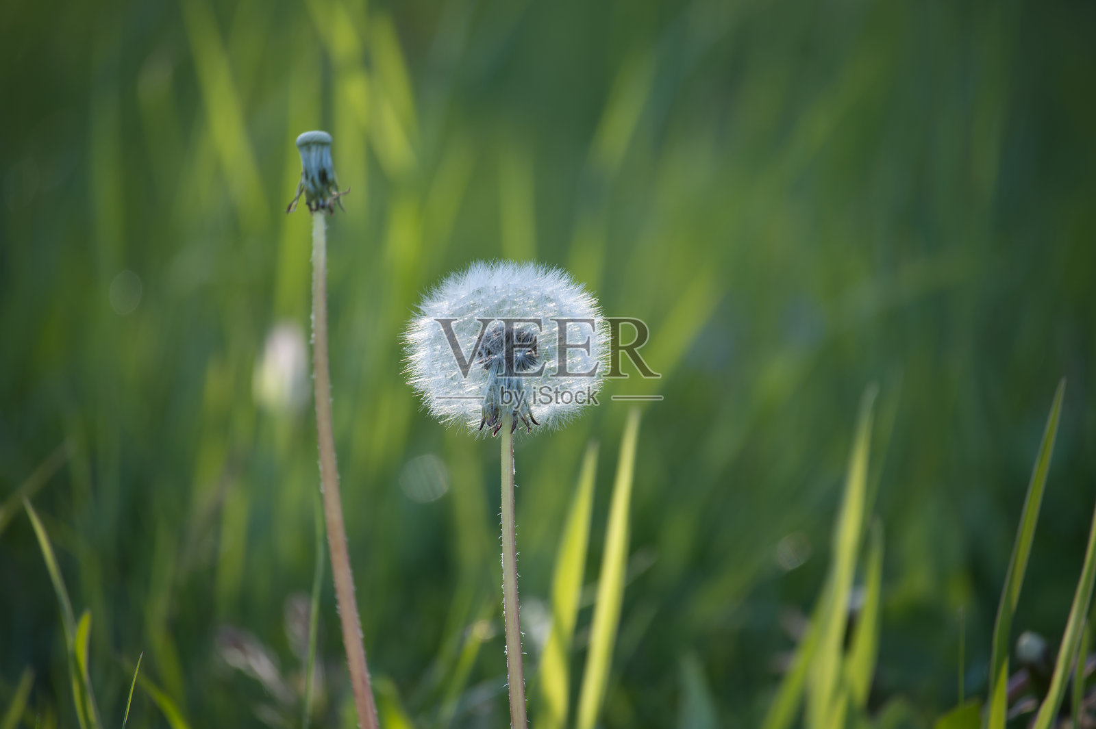 早晨阳光下的蒲公英种子照片摄影图片