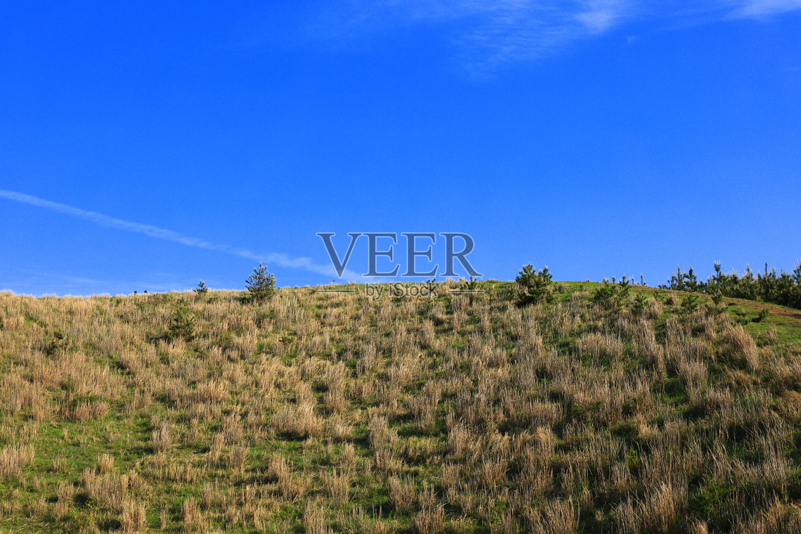 Yongnuni奥利姆照片摄影图片