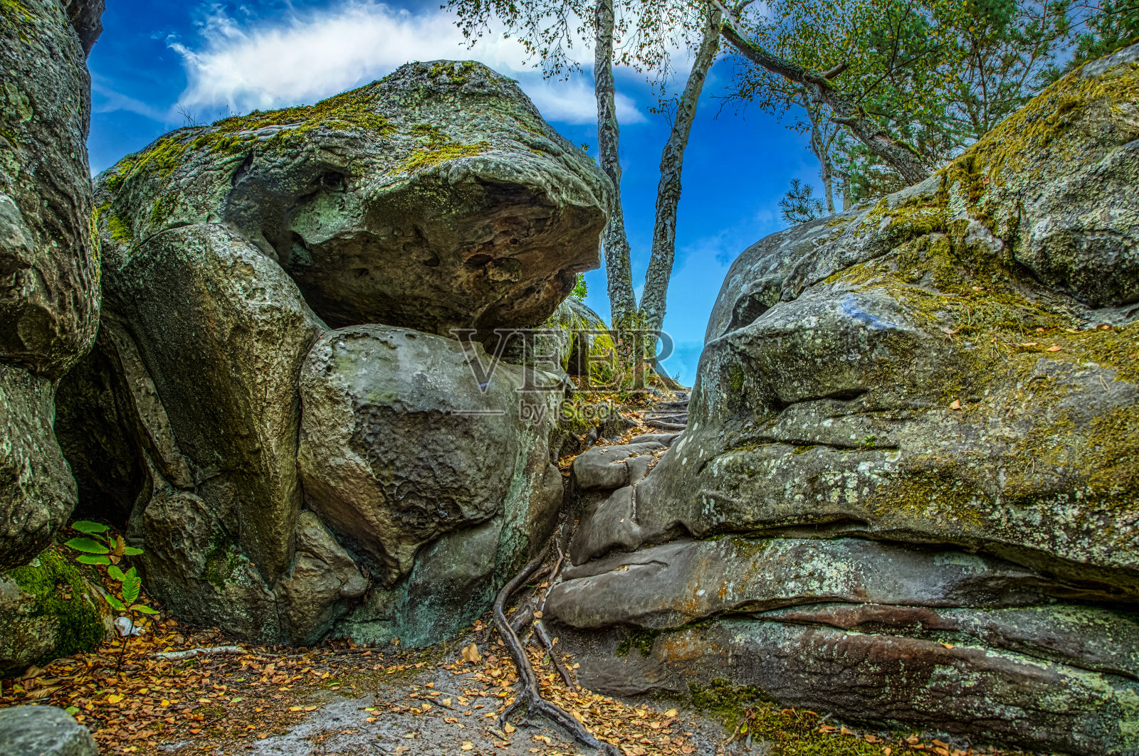 岩石和森林照片摄影图片