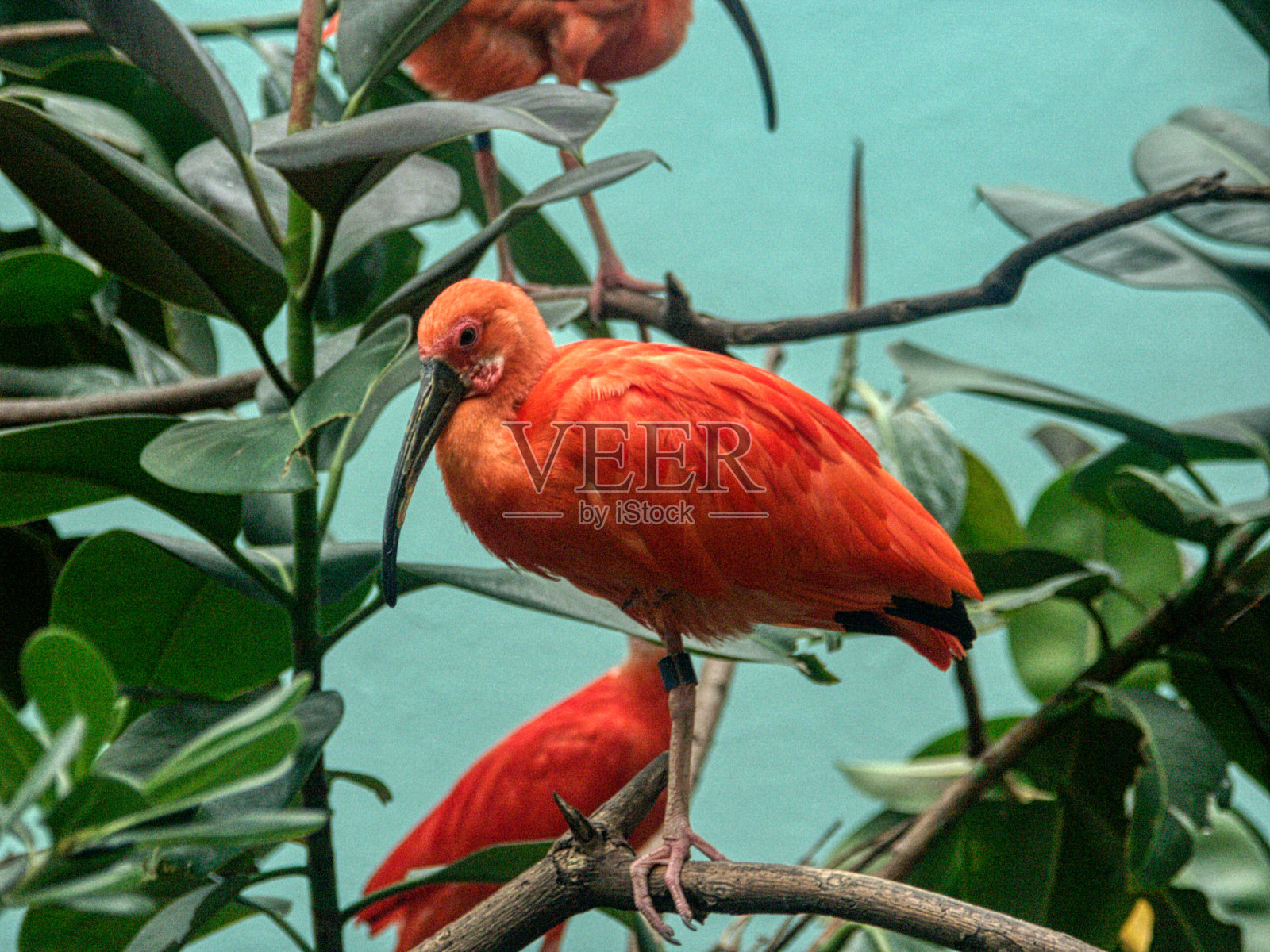 野外的朱鹮照片摄影图片