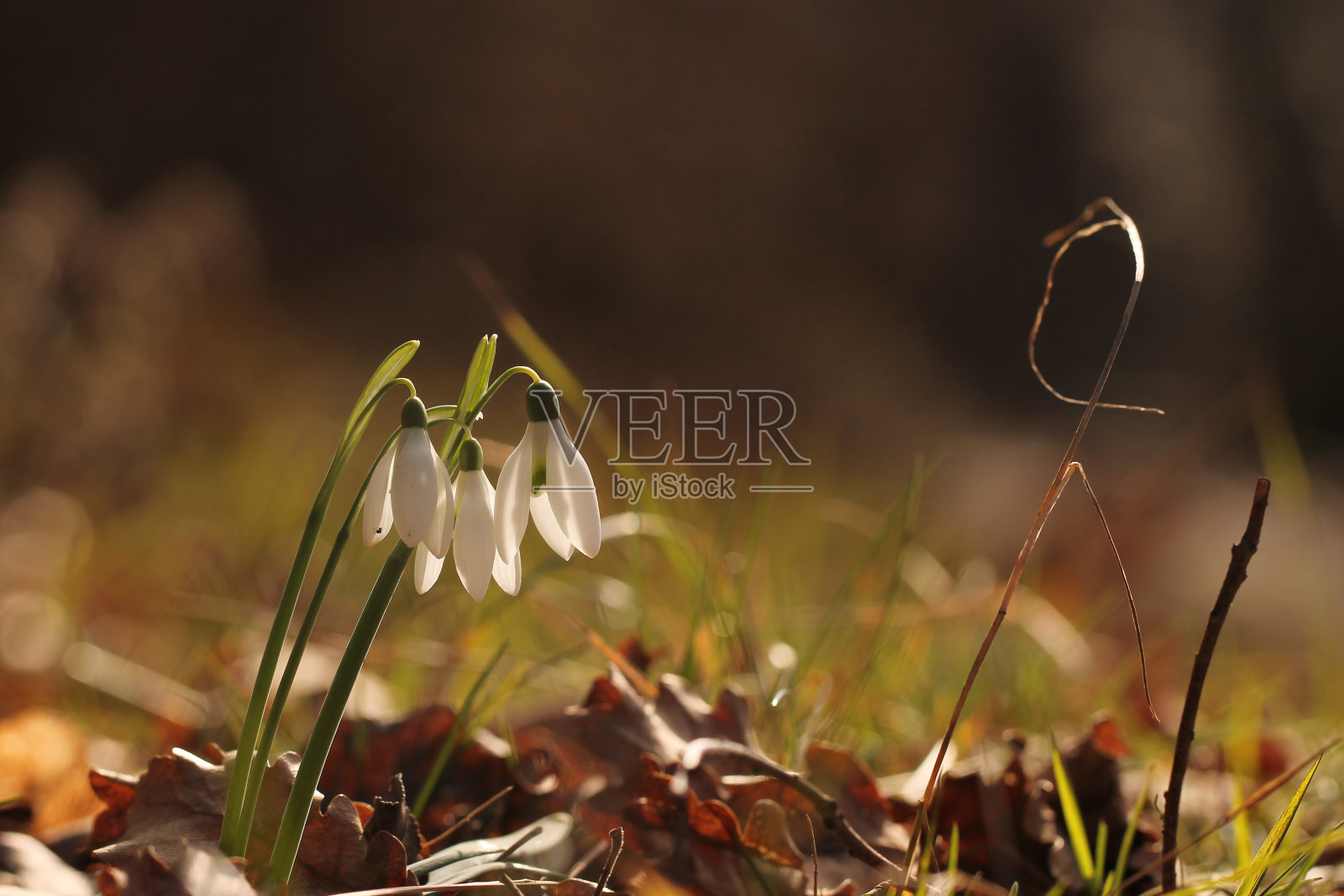 雪花莲照片摄影图片