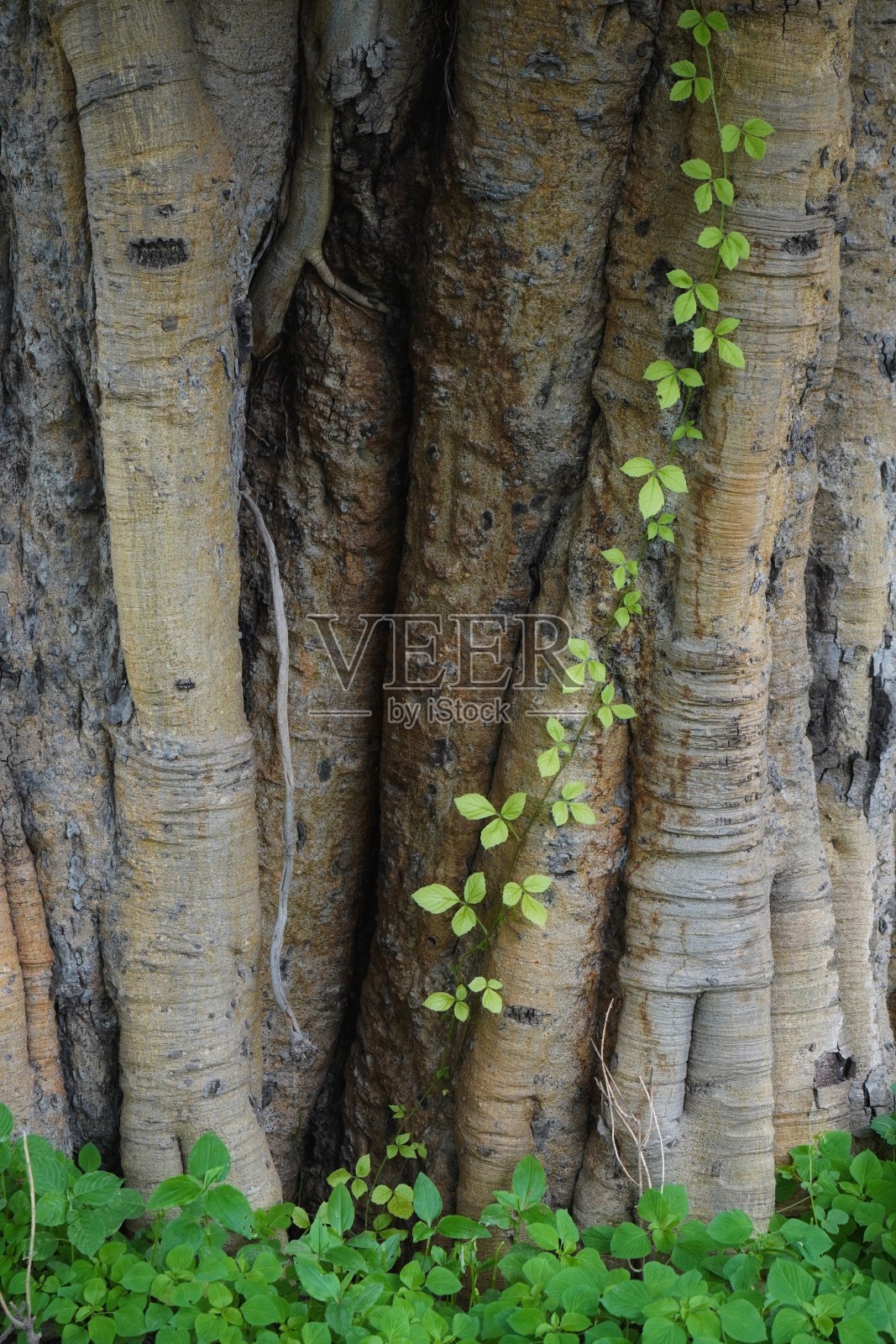 登山者照片摄影图片