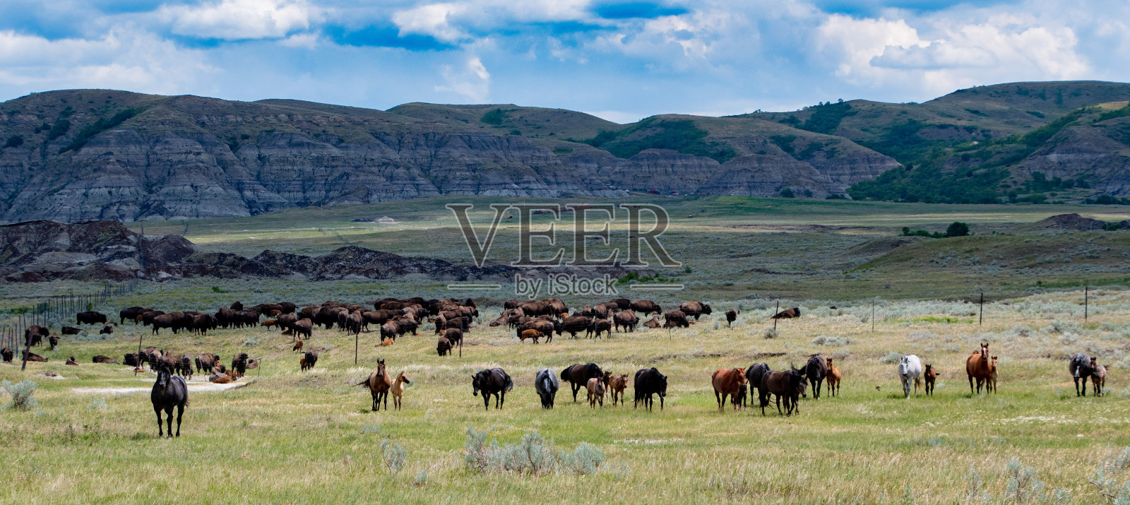 夏天的马照片摄影图片