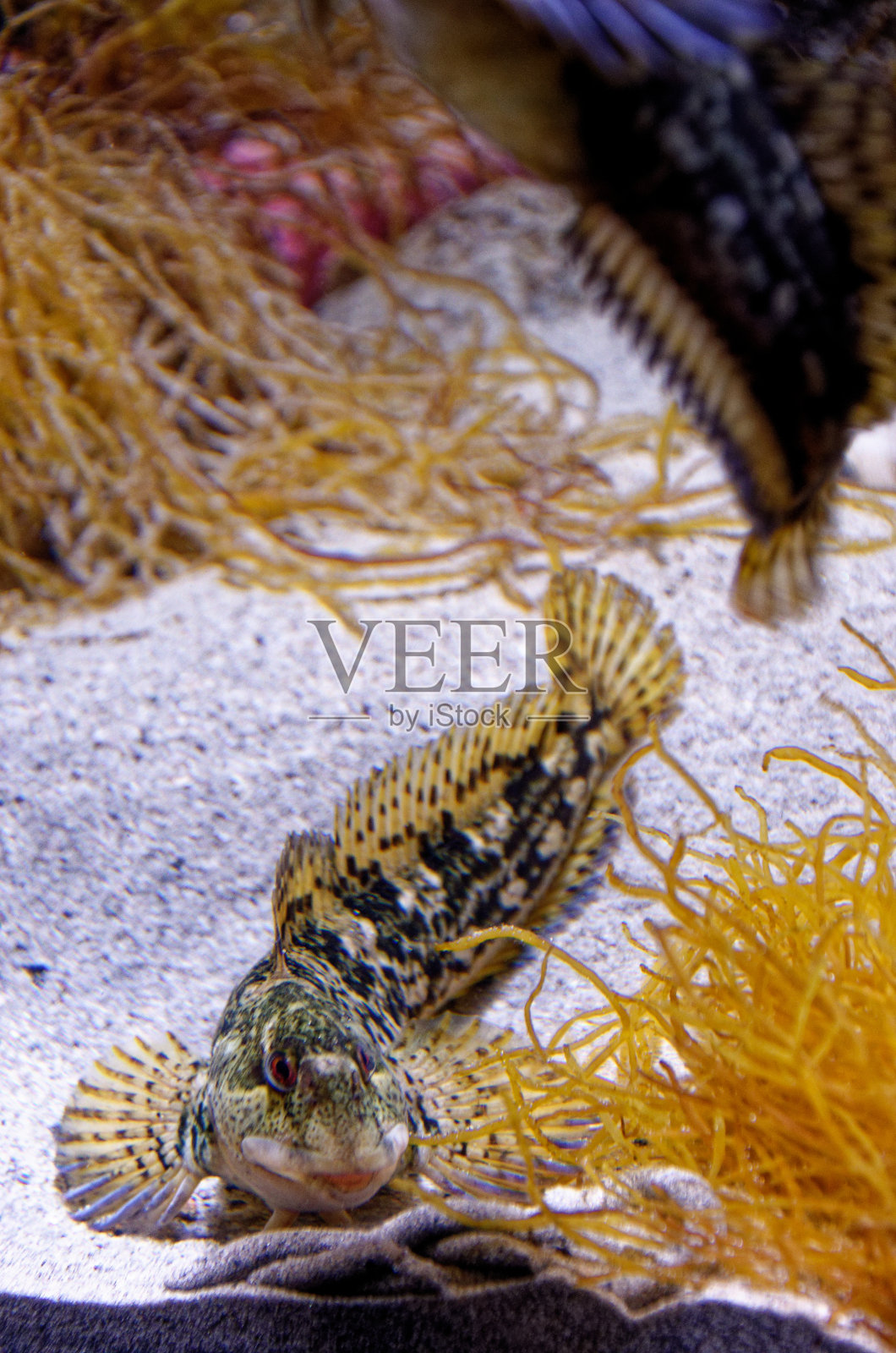 挪威奥勒松的大西洋海洋公园照片摄影图片