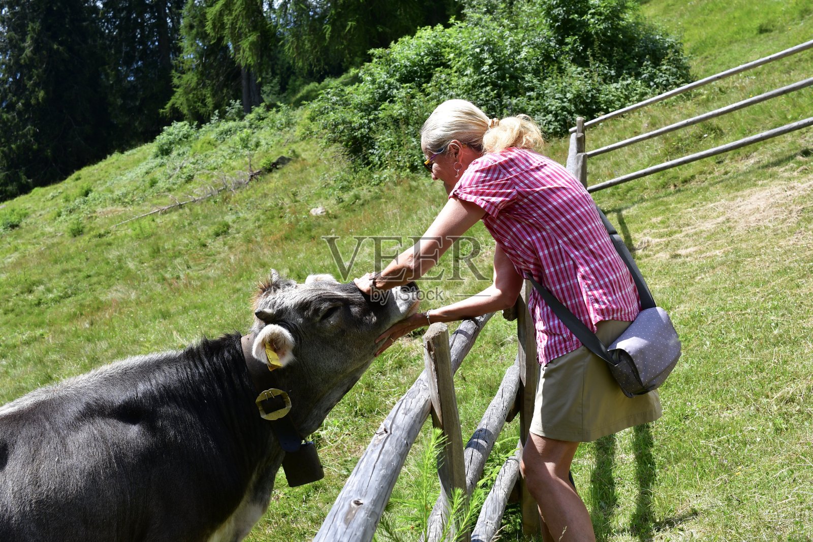 一名妇女在南蒂罗尔的草地上抚摸一头奶牛照片摄影图片