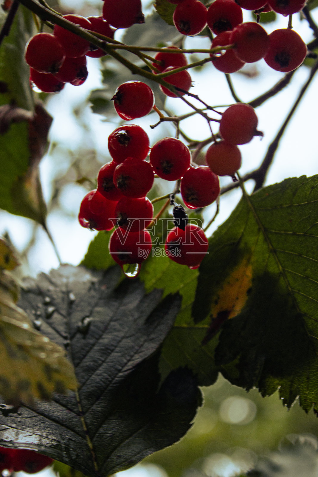 秋天的红色/橙色浆果在雨中照片摄影图片