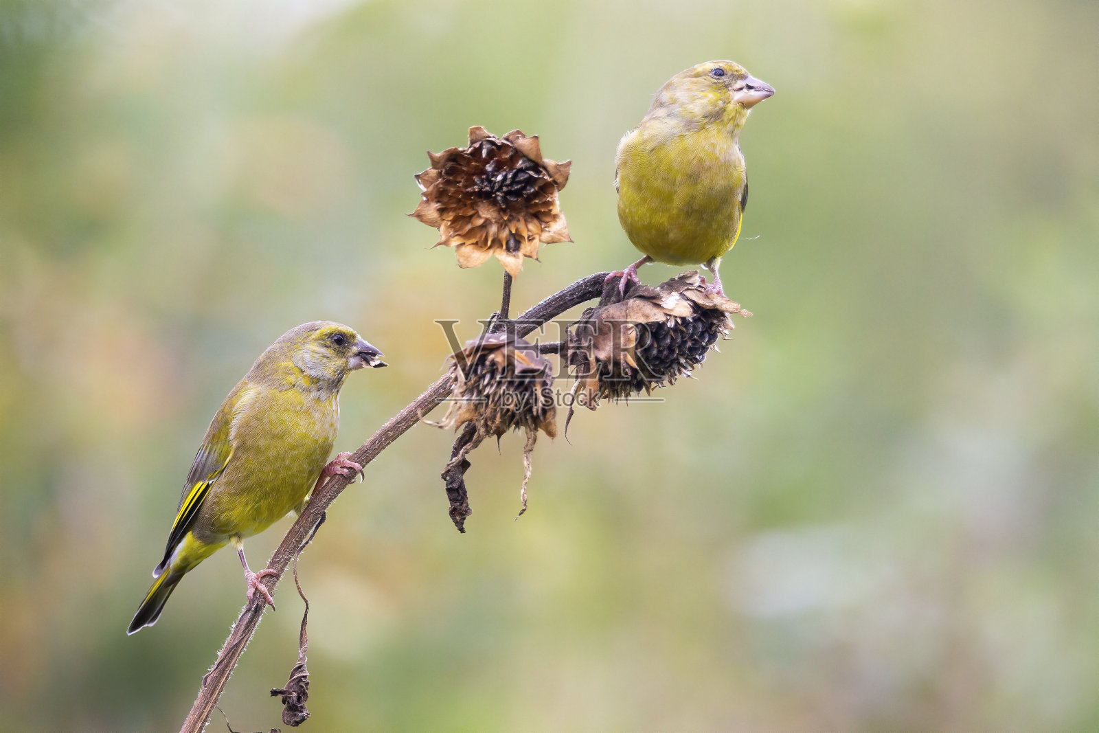 两只欧洲绿翅雀(Chloris Chloris)正在向日葵上吃种子照片摄影图片