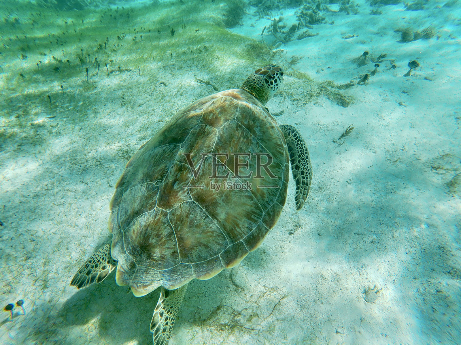 乌龟照片摄影图片