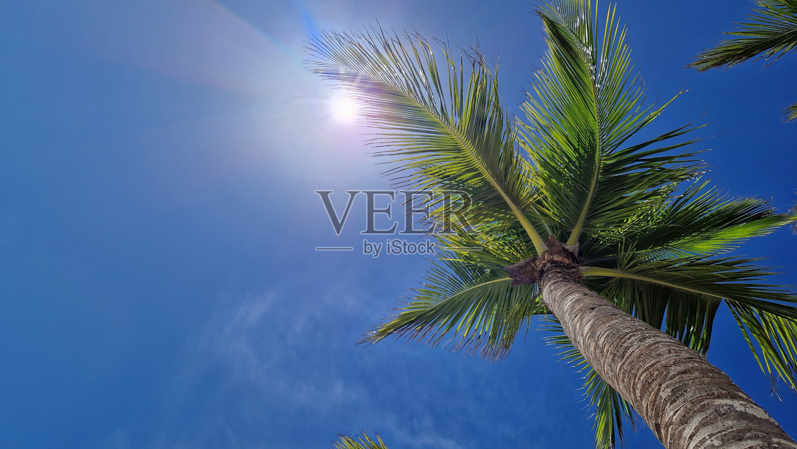 阳光透过棕榈叶，从下往上看照片摄影图片