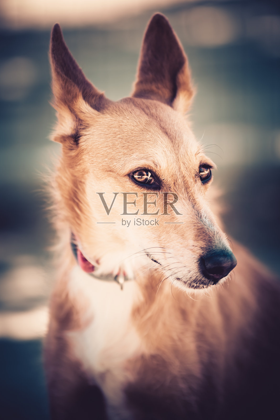 萝拉肖像照片摄影图片