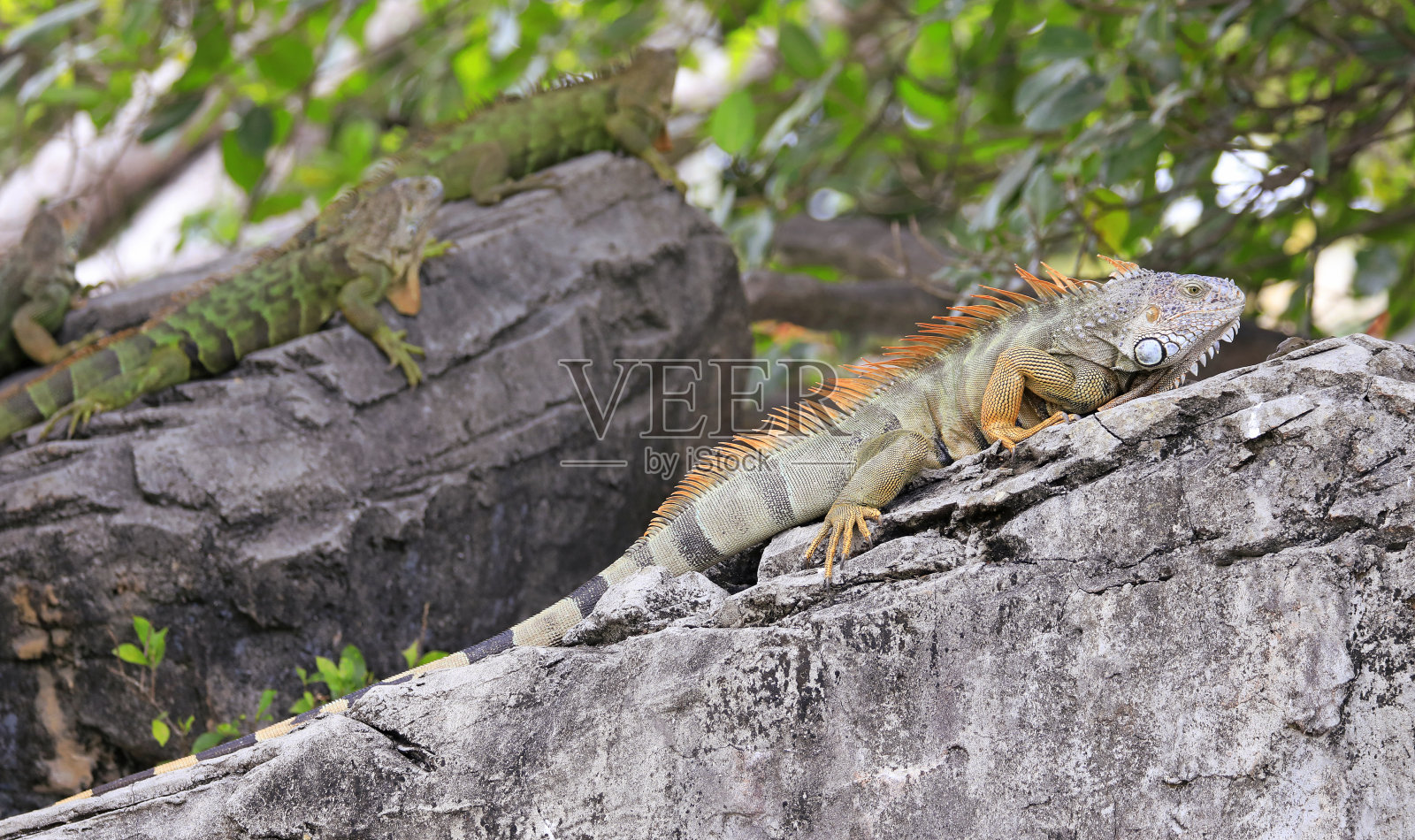 绿鬣蜥又称美洲鬣蜥，是鬣蜥科鬣蜥属的一种蜥蜴爬行动物照片摄影图片