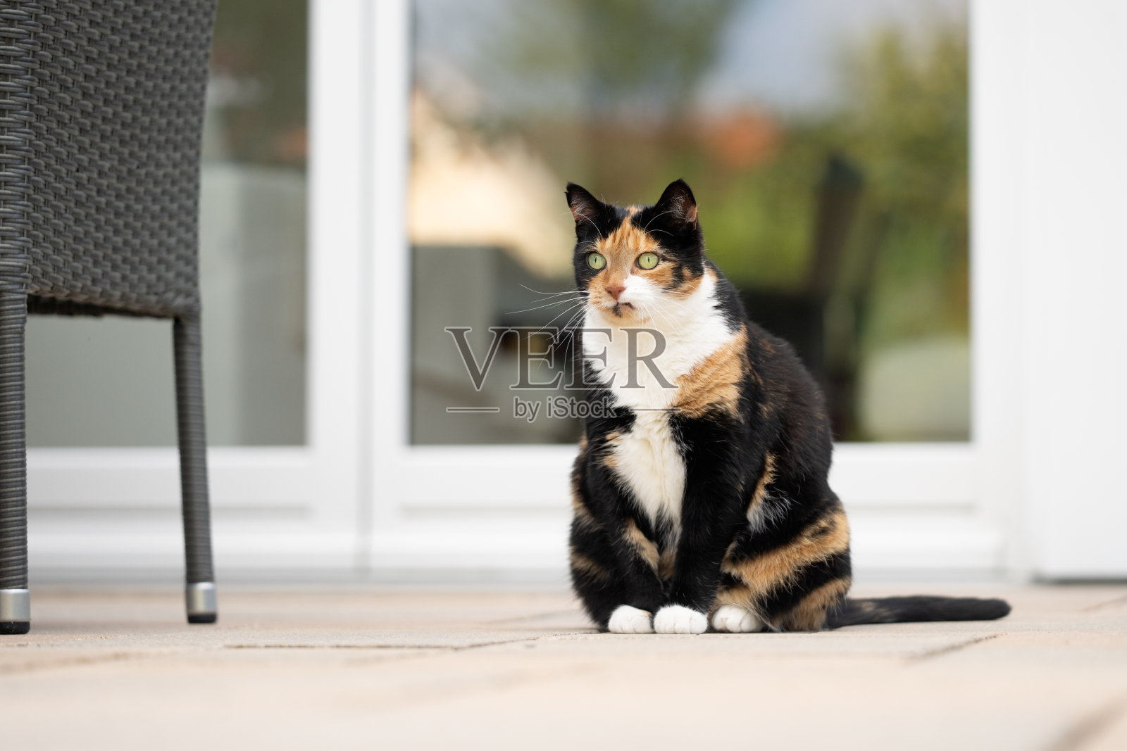 肥猫坐在天井外观察照片摄影图片