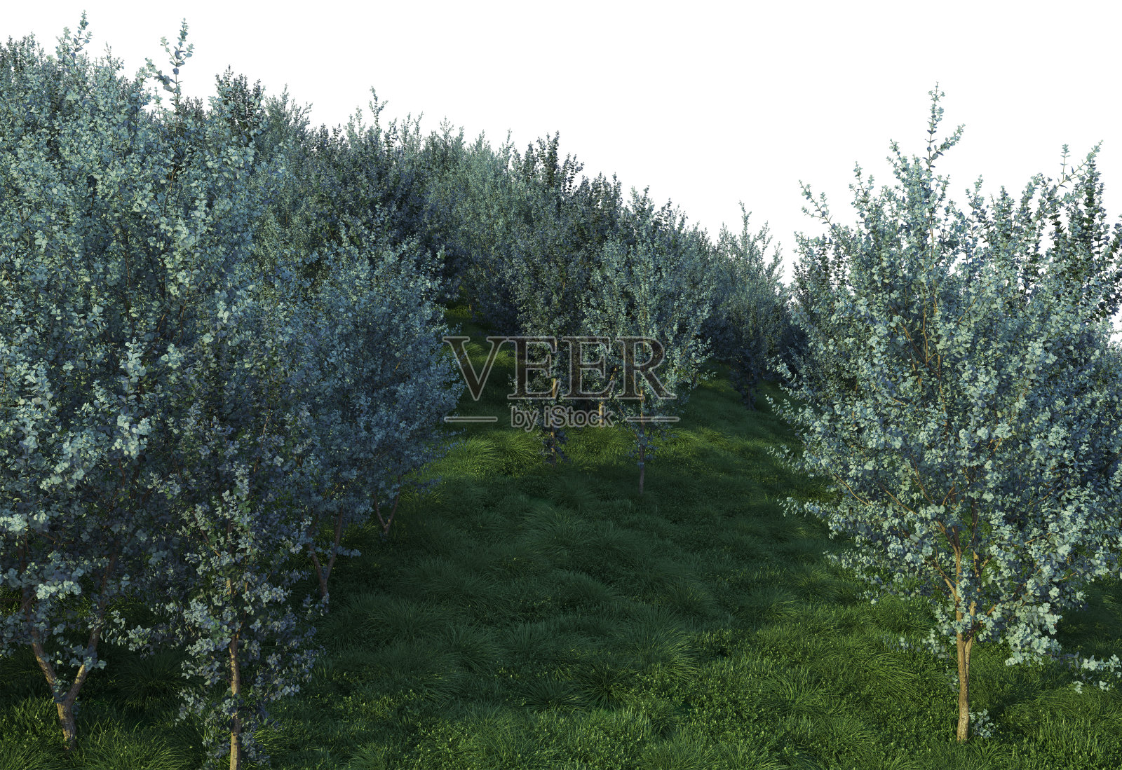 3D渲染森林在白色背景照片摄影图片