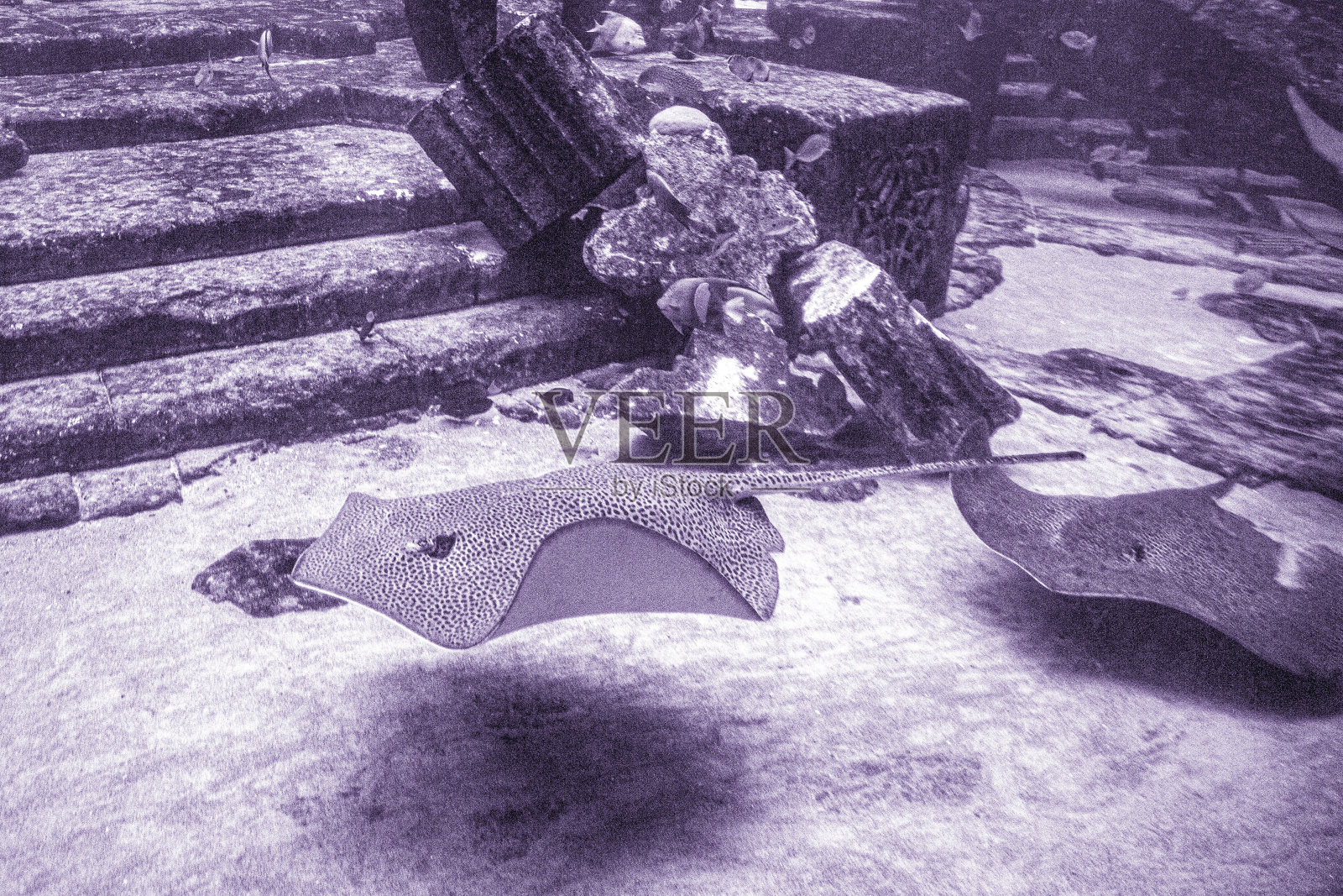 珊瑚礁鱼照片摄影图片