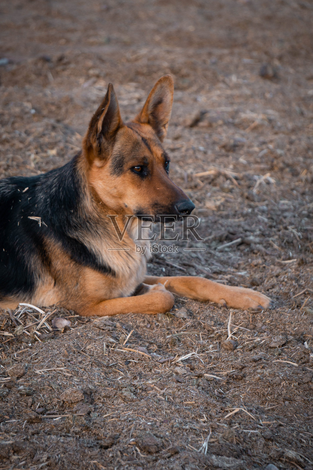 狗照片摄影图片