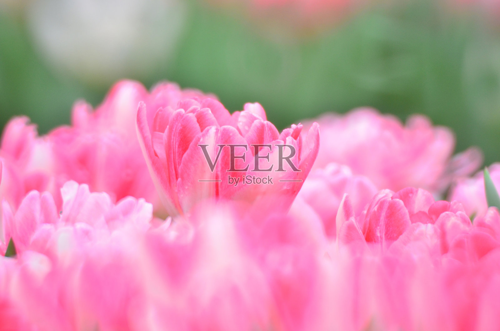 五彩郁金香田，香港花展照片摄影图片