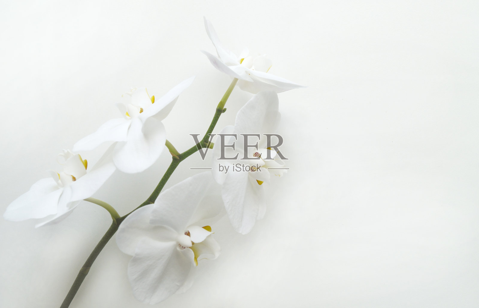 白色背景上的白色兰花与文字空间照片摄影图片