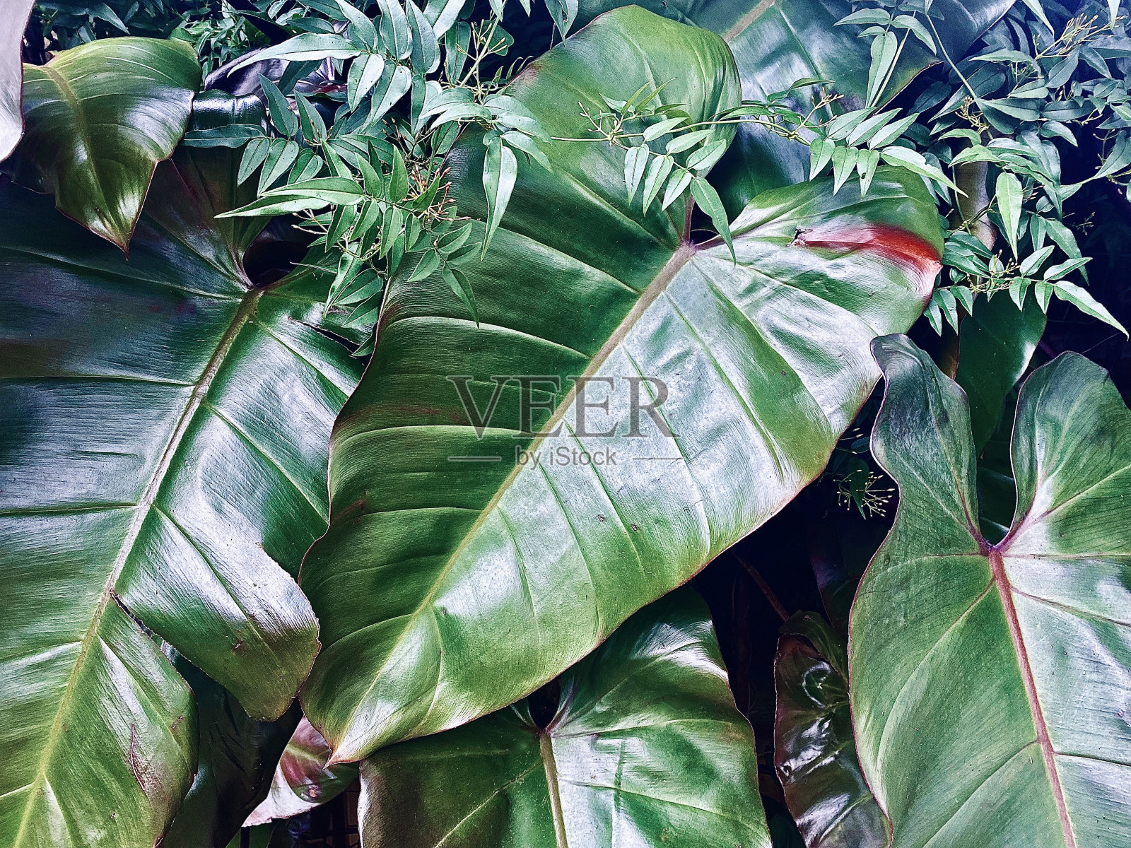 绿色热带芋头叶照片摄影图片