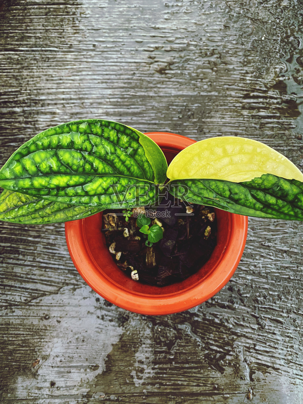 龟背竹杂色照片摄影图片