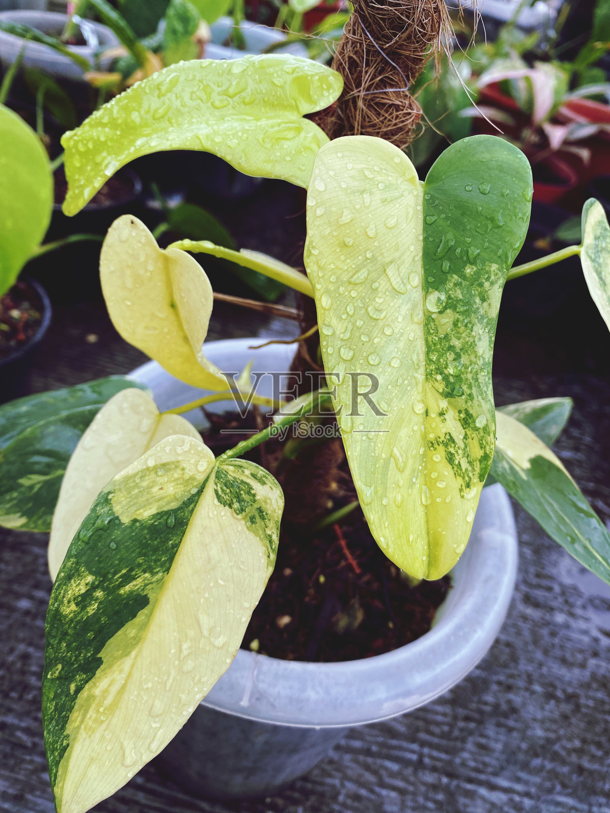 紫堇照片摄影图片