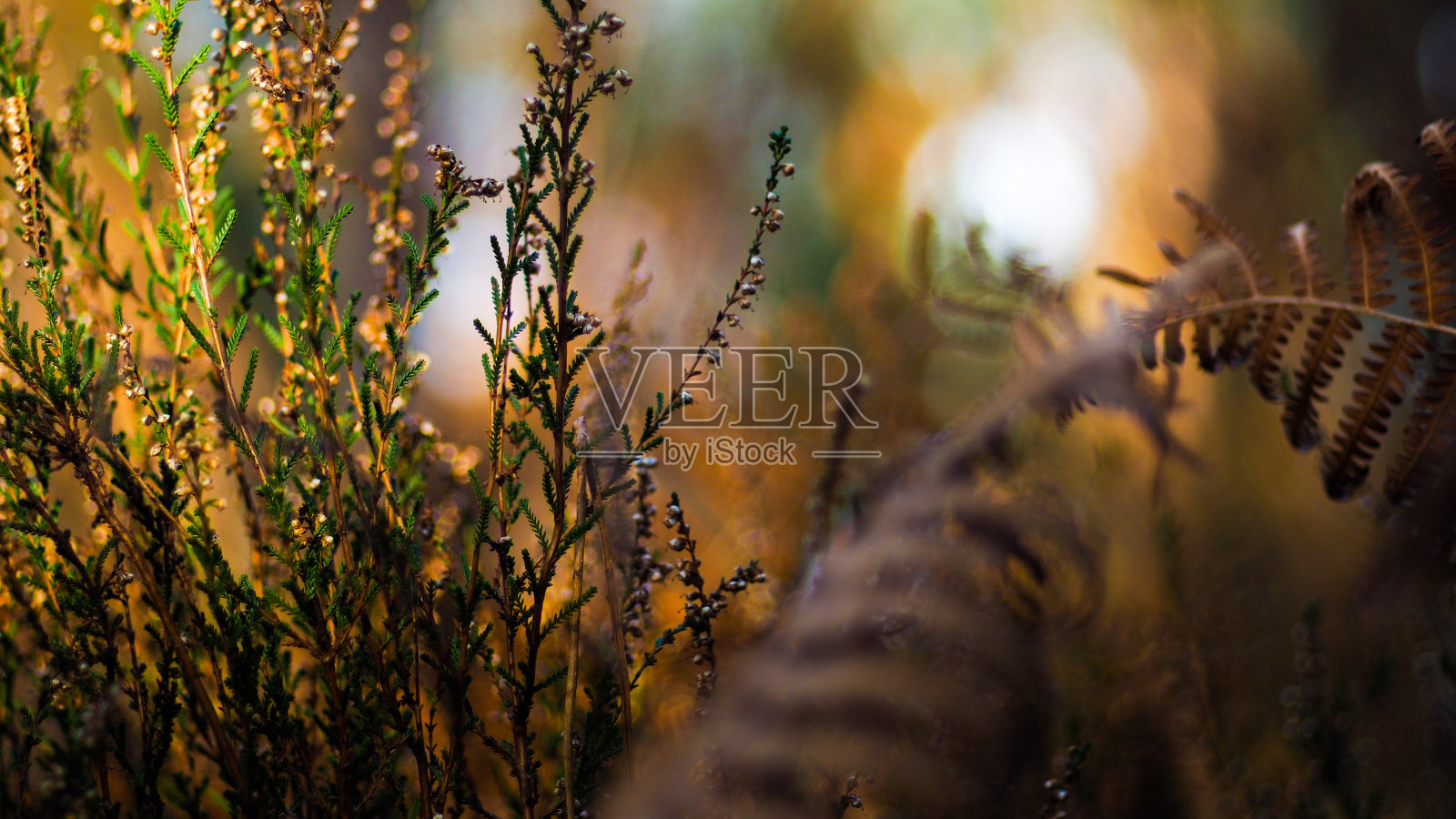 Landes de Gasconge森林照片摄影图片