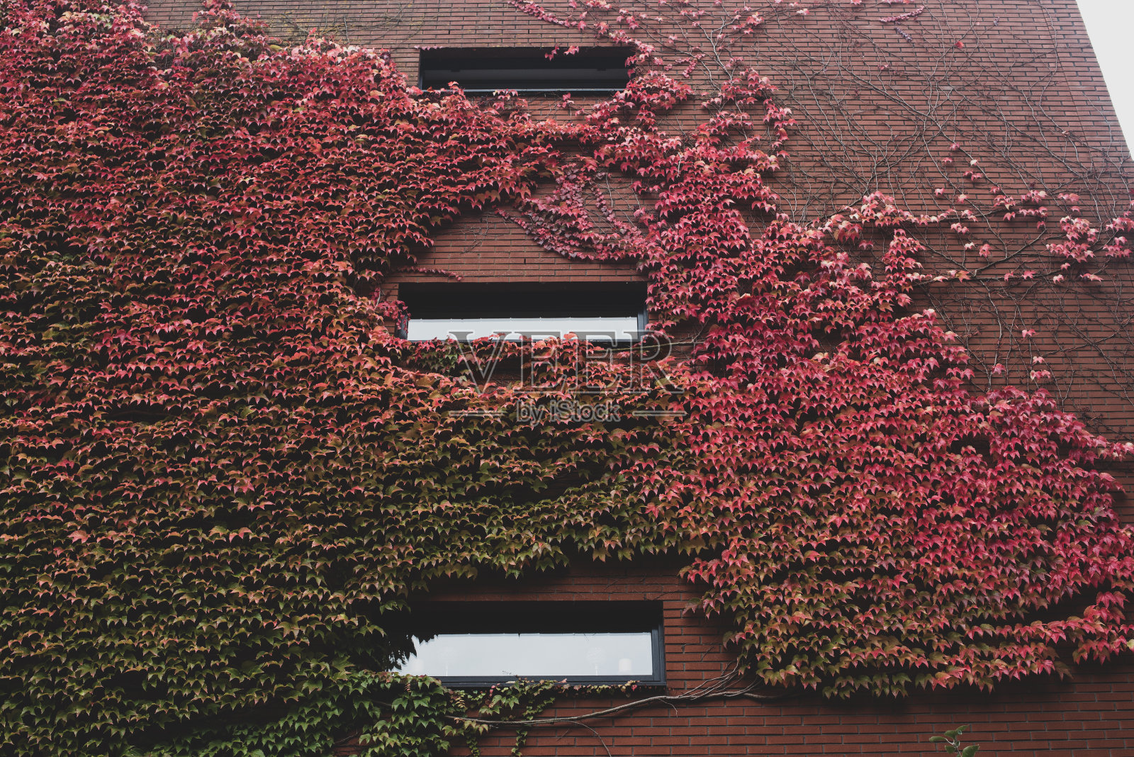 青藤砖墙照片摄影图片