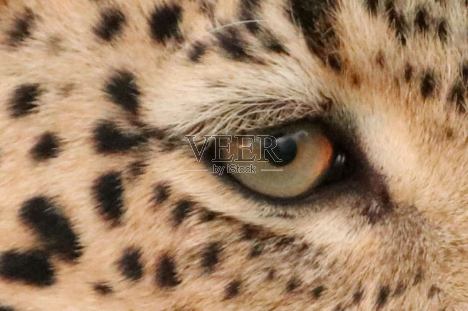 豹照片摄影图片